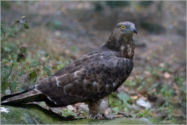 <p>VČELOJED LESNÍ ( (Pernis apivorus) /European honey buzzard - Wespenbussard/</p>